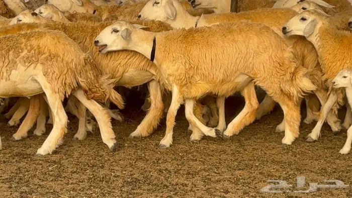 رخال حرش صنف الصنف 60 راس 0