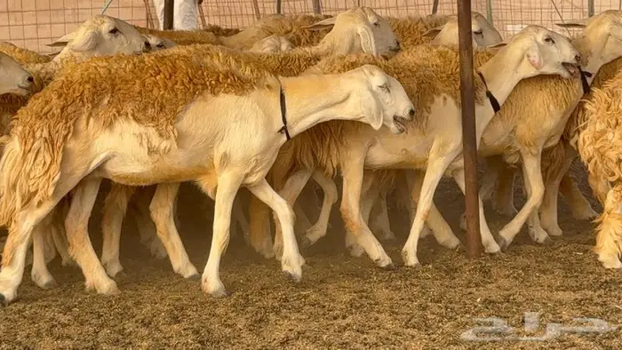 رخال حرش صنف الصنف 60 راس 2