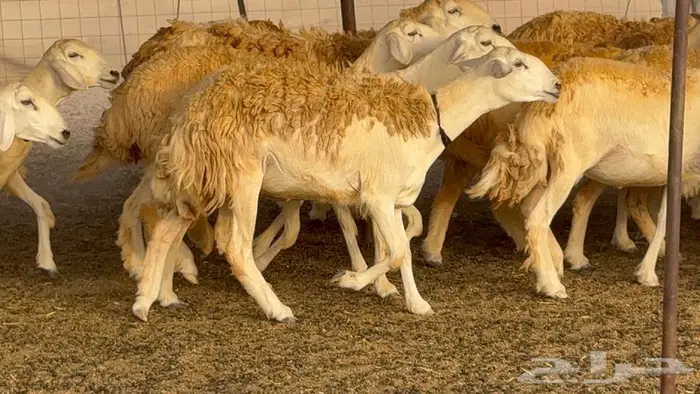 رخال حرش صنف الصنف 60 راس 11