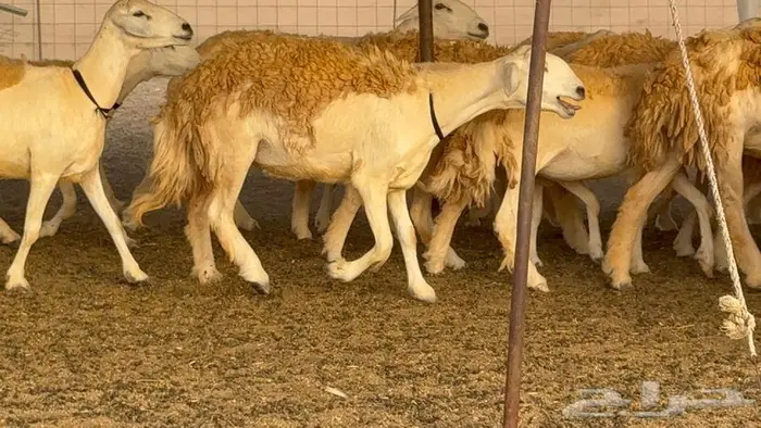 رخال حرش صنف الصنف 60 راس 13