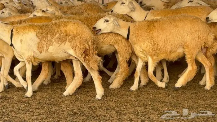 رخال حرش صنف الصنف 60 راس 18