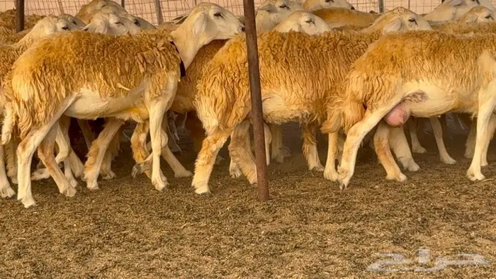 رخال حرش صنف الصنف 60 راس 1