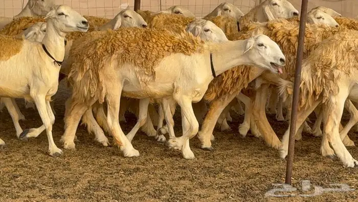 رخال حرش صنف الصنف 60 راس 3