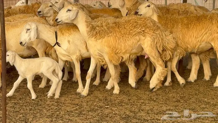 رخال حرش صنف الصنف 60 راس 14