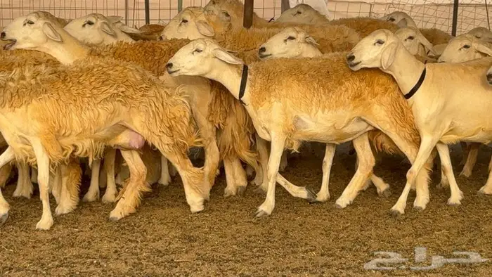 رخال حرش صنف الصنف 60 راس 12