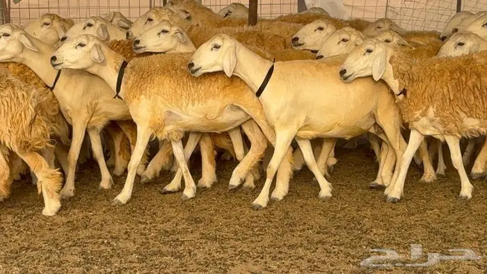 رخال حرش صنف الصنف 60 راس 15