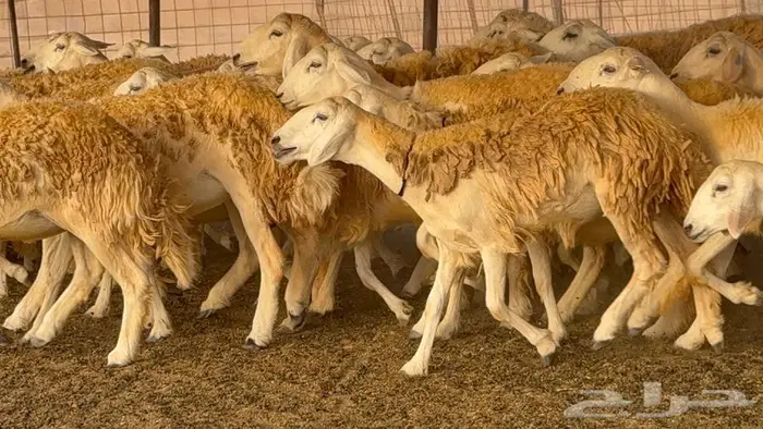 رخال حرش صنف الصنف 60 راس 17