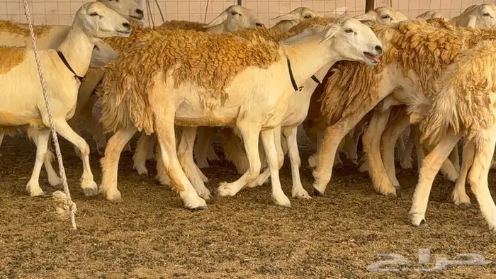 رخال حرش صنف الصنف 60 راس 16