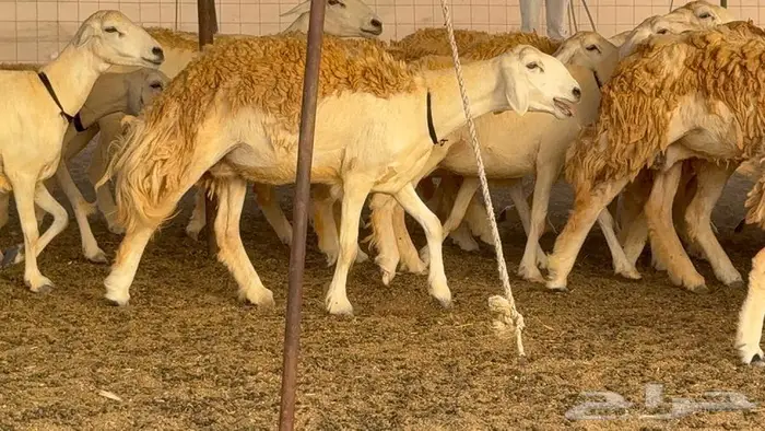 رخال حرش صنف الصنف 60 راس 4