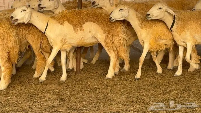 رخال حرش صنف الصنف 60 راس 5