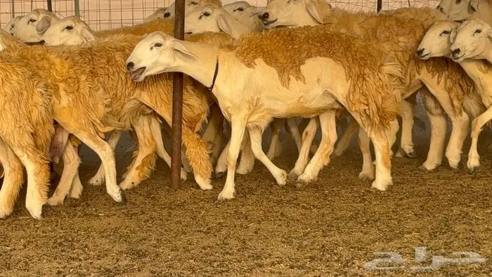 رخال حرش صنف الصنف 60 راس 6