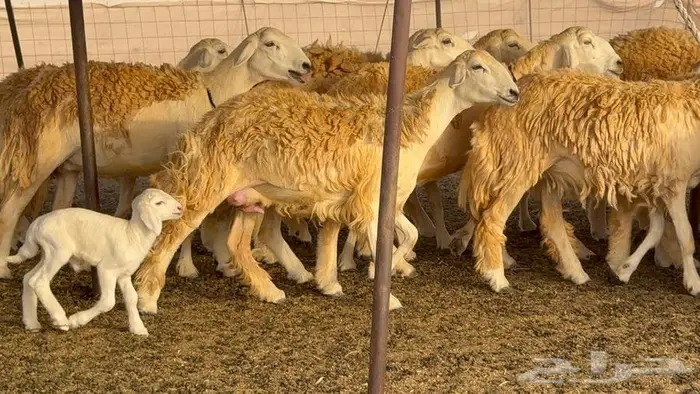 رخال حرش صنف الصنف 60 راس 23