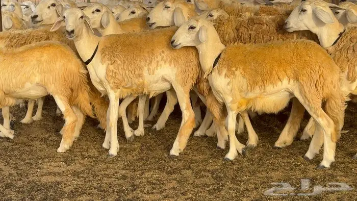 رخال حرش صنف الصنف 60 راس 22