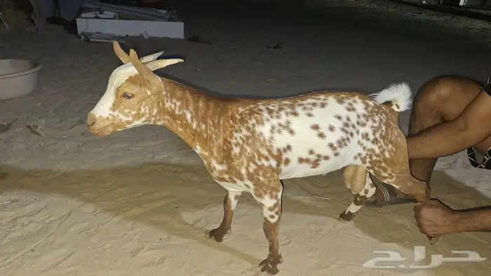 تيوس عماني 2