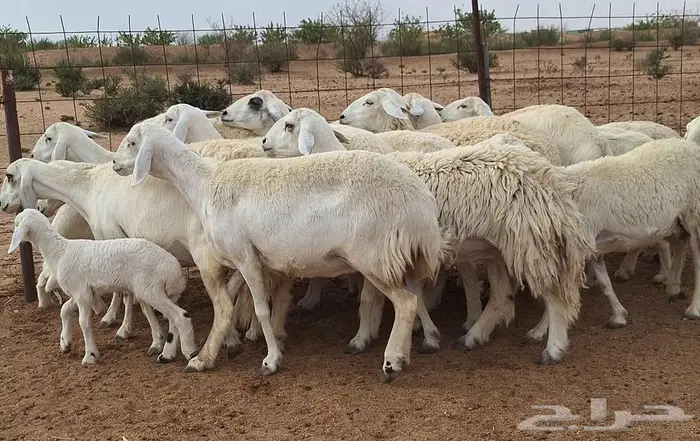 غنم حريات مقاني درجه اولي العدد 19 تحتها 4 للقناي 12