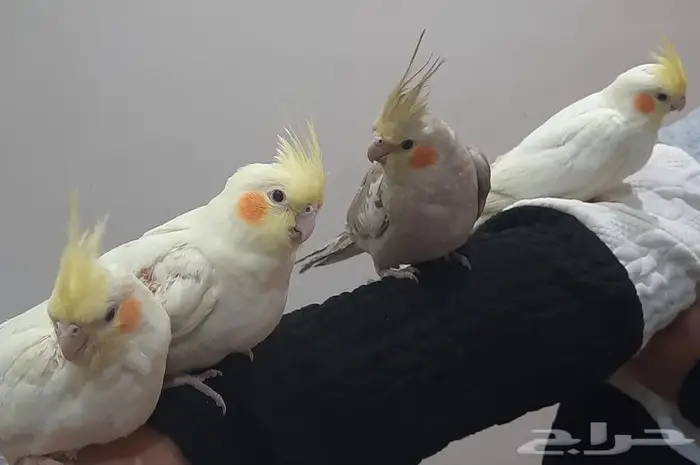 ببغا فررخ كراون لاتنيوم مشالله حلوه او بدايه كلام 3