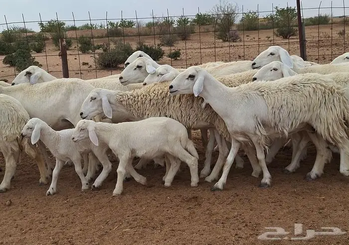 غنم حريات مقاني درجه اولي العدد 19 تحتها 4 للقناي 2