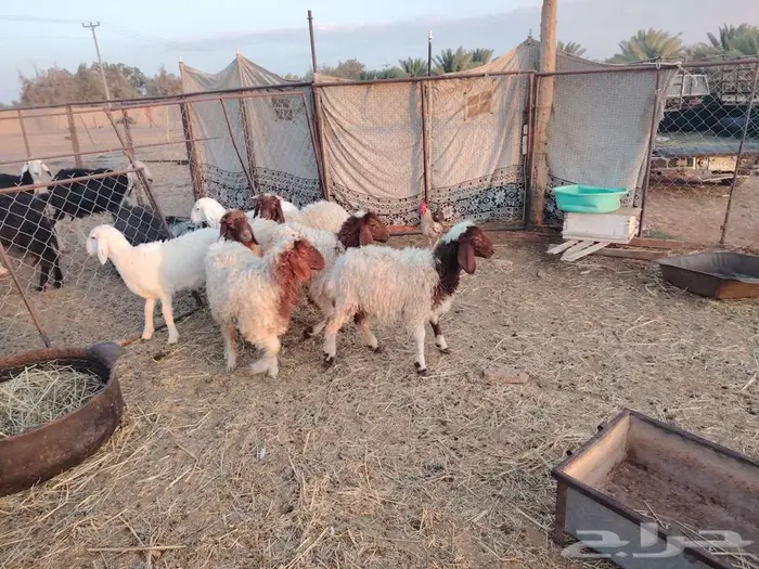طليان نعيميات وحريات 3