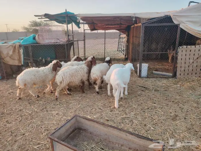 طليان نعيميات وحريات 4