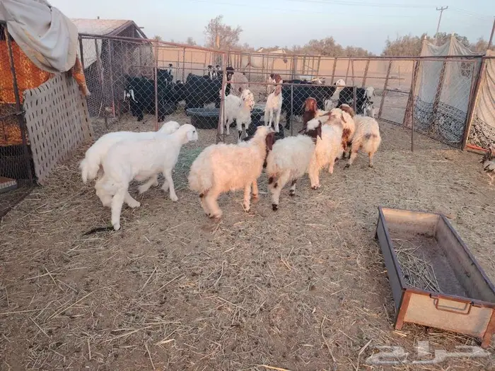 طليان نعيميات وحريات 1