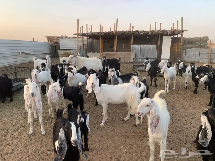 معزاء للبيع 1