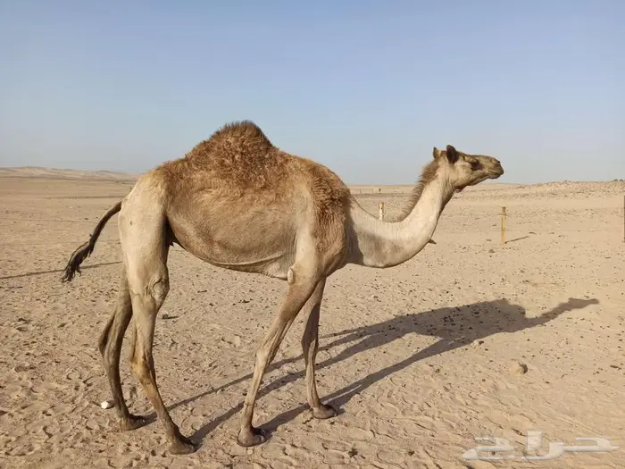 ناقه لقحه 0