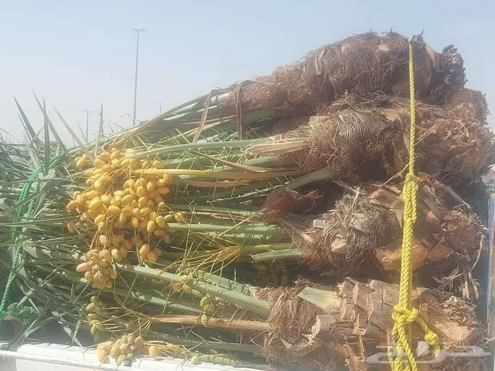 انخل للبيع 1