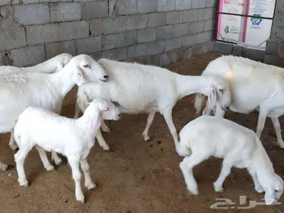 ضان ولد 4 تحتها 4 index