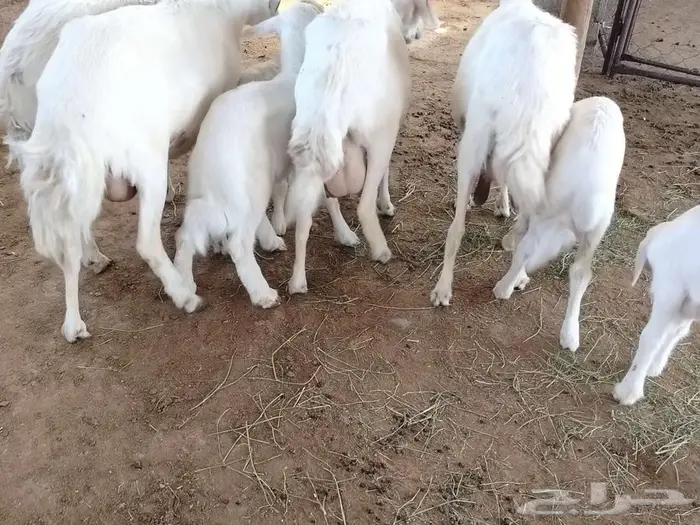 ضان ولد 4 تحتها 4 8