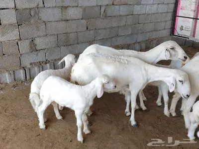 ضان ولد 4 تحتها 4 index