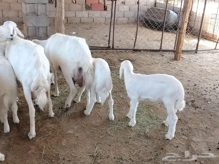 ضان ولد 4 تحتها 4 0