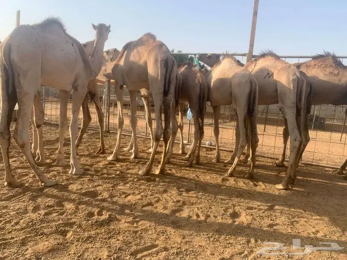 قعدان صومالية أوزان عالية فرصة لتجار الجملة 0