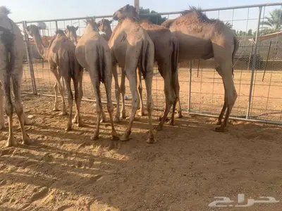 قعدان صومالية أوزان عالية فرصة لتجار الجملة index
