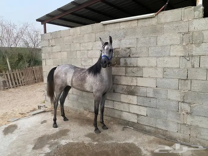 مهره واهو 5