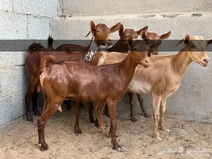 غنم محايل. تم البيع. تم البيع. تم البيع 0