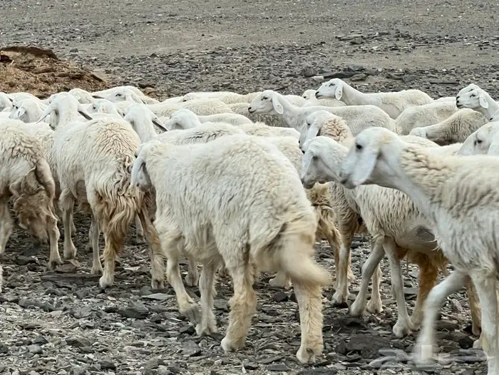 مراح ضان حريات 14