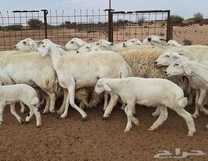 غنم حريات مقاني درجه اولي العدد 19 تحتها 4 للقناي 29