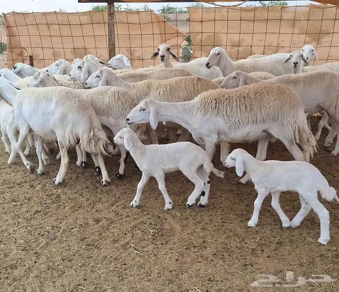 غنم حريات مقاني درجه اولي العدد 19 تحتها 4 للقناي 8