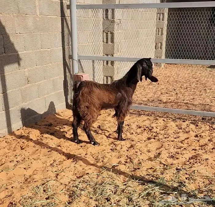 تيس مصري وقبرصي 3
