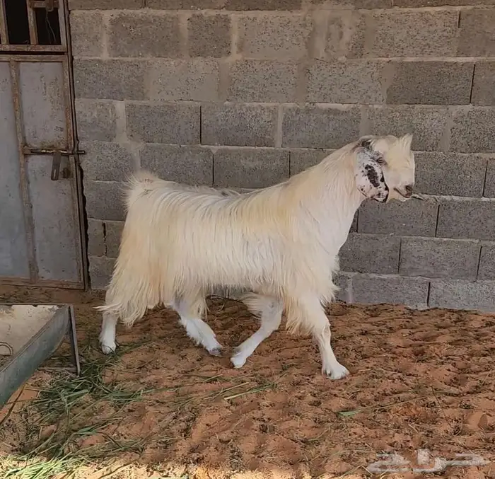 تيس مصري وقبرصي 2