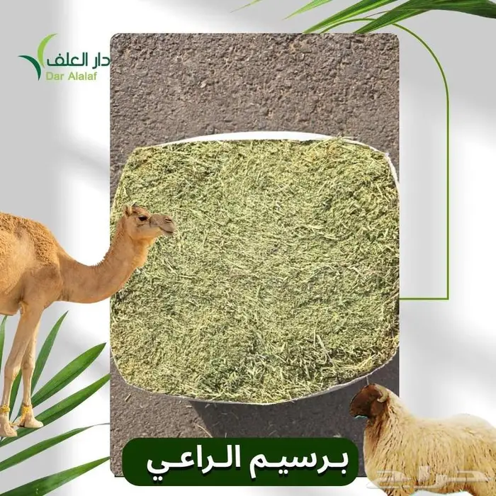 برسيم مصري مستورد 0