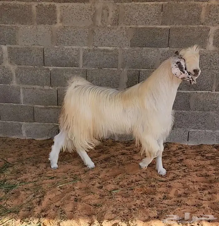 تيس مصري وقبرصي 0