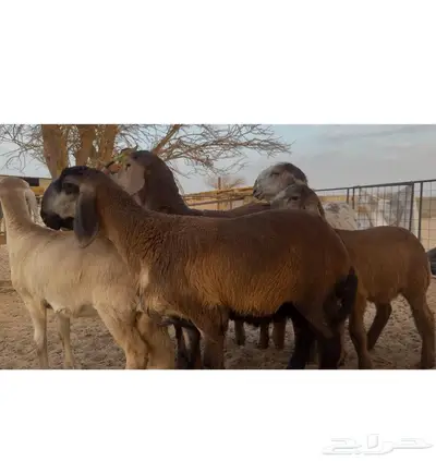 رخال سواكن صنف و طلي 0