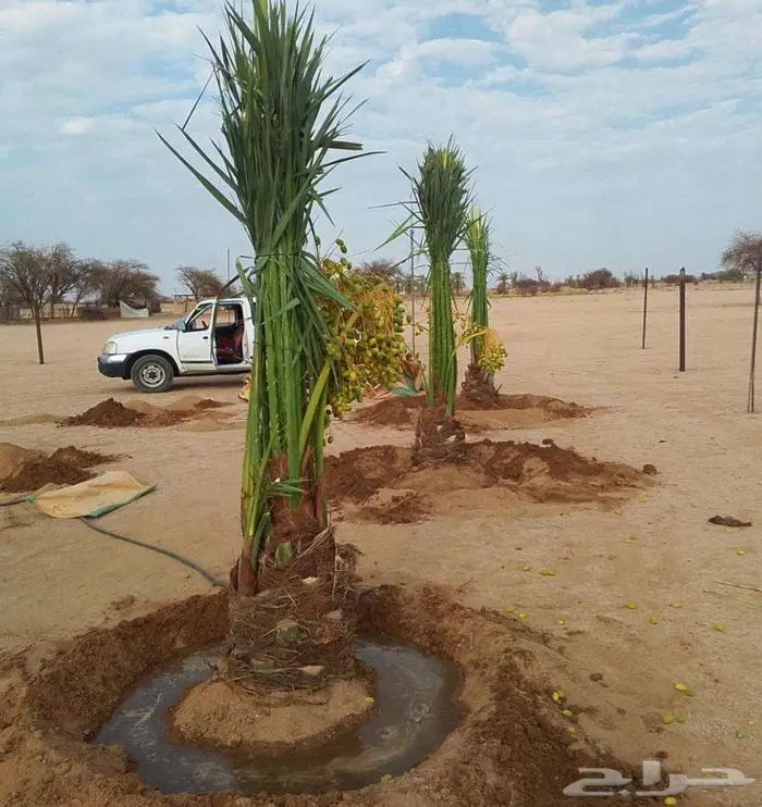 انخل للبيع 0