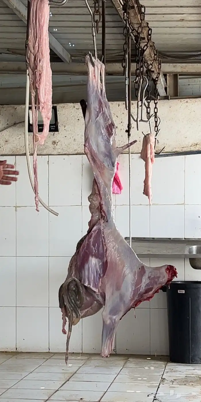 ذبايح طليان ذبائح حرية للبيع مع الذبح والتوصيل 15