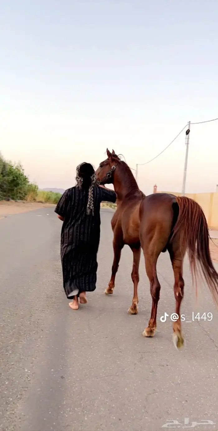 حصان شعبي سبوق وطرب العمر6سنوات 2