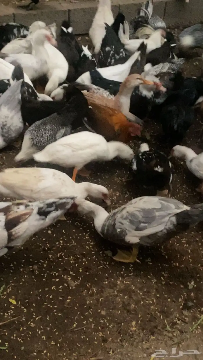 بط منوع للبيع جمله 25 جوز 1
