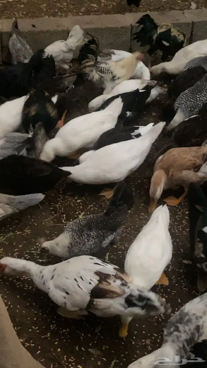 بط منوع للبيع جمله 25 جوز 2