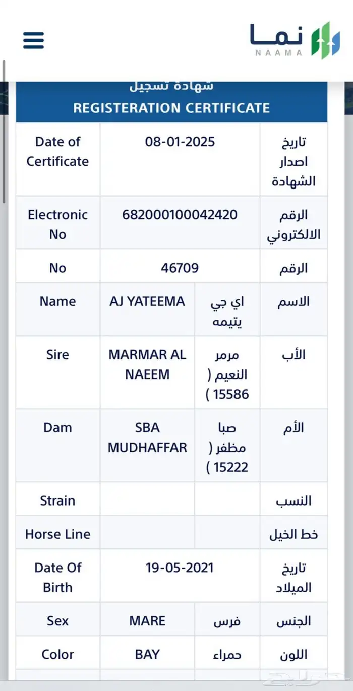 فرس واهو 1