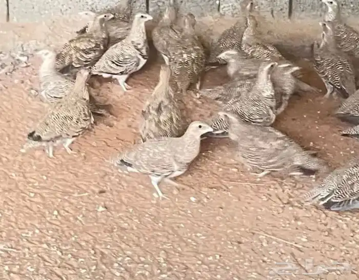 قطا عراقي 0